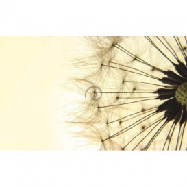 Fototapeta na stenu - FT0802 - Púpava