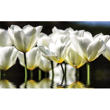 Fototapeta na stenu - FT2401 - Biele tulipány