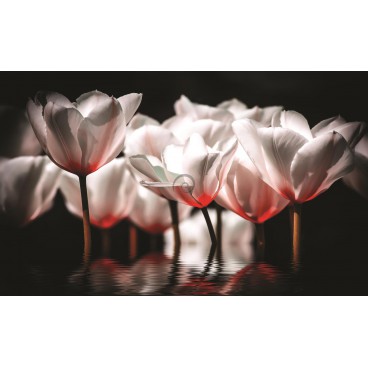 Fototapeta na stenu - FT2686 - Bielo červené tulipány