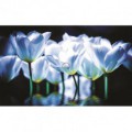 Fototapeta na stenu - FT2687 - Bielo modré tulipány