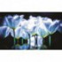 Fototapeta na stenu - FT2687 - Bielo modré tulipány