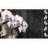 Fototapeta na stenu - FT2898 - Biele kvety