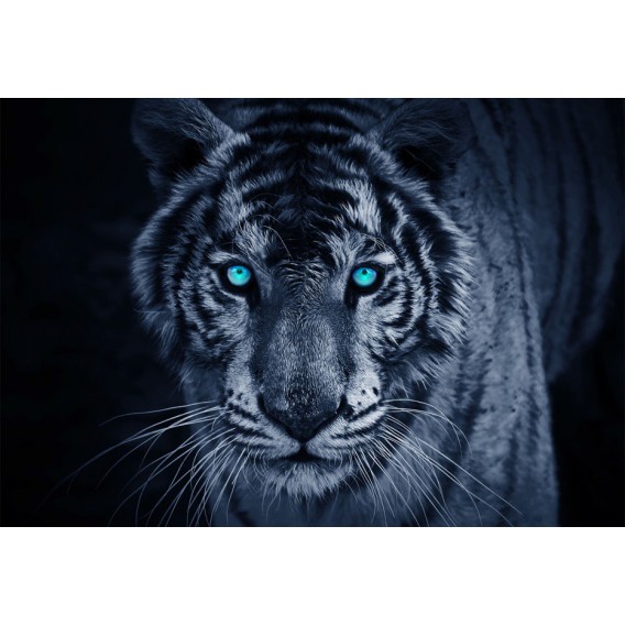 Fototapeta na stenu - FT0162 - Modrý tiger