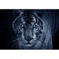 Fototapeta na stenu - FT0162 - Modrý tiger