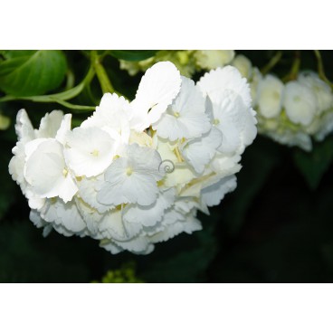 Fototapeta na zeď - FT4536 - Bílé květy