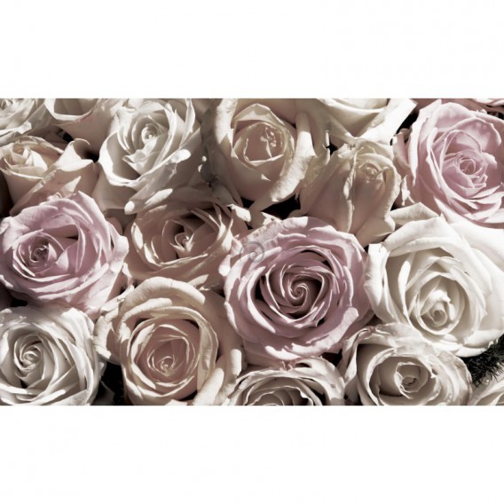 Fototapeta na stenu - FT2969 - Bielo – ružové ruže