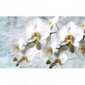 Fototapeta na stenu - FT2992 - Biele kvety na bielom pozadí
