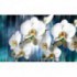 Fototapeta na stenu - FT2993 - Biele kvety na modrom pozadí