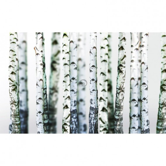 Fototapeta na stenu - FT3019 - Brezy