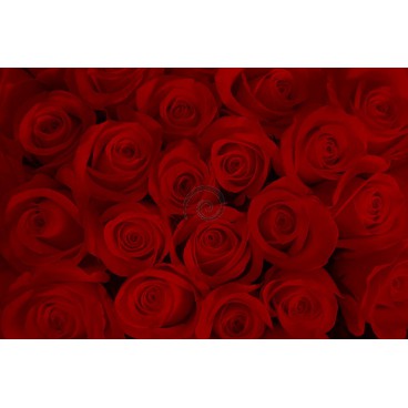 Fototapeta na stenu - FT0119 - Červené ruže