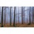 Fototapeta na stenu - FT4038 - Zahmlený les