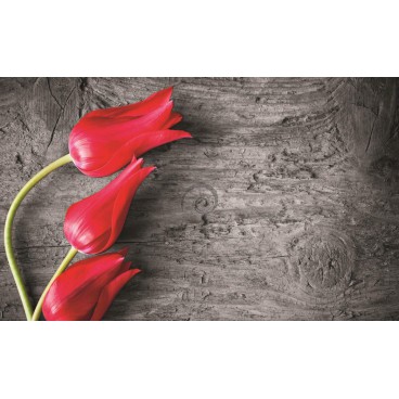 Fototapeta na stenu - FT0136 - Tulipány