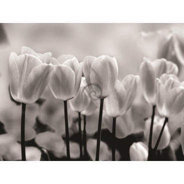 Fototapeta na stenu - FT0137 - Čiernobiele tulipány