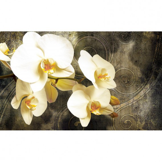 Fototapeta na stenu - FT3227 - Orchidea