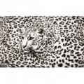 Fototapeta na stenu - FT0167 - Čiernobiely leopard