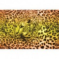 Fototapeta na stenu - FT0166 - Oranžovožltý leopard