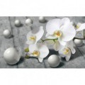 Fototapeta na stenu - FT4820 - 3D orchidea