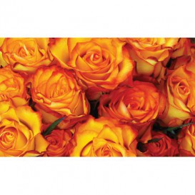 Fototapeta na stenu - FT5119 - Oranžové ruže