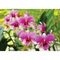 Fototapeta na stenu - FT5124 - Ružová orchidea