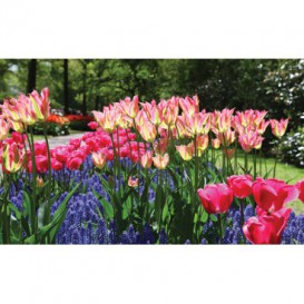Fototapeta na stenu - FT5125 - Farebné tulipány