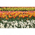 Fototapeta na stenu - FT5126 - Farebné tulipány