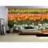 Fototapeta na stenu - FT5126 - Farebné tulipány
