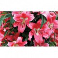 Fototapeta na stenu - FT5128 - Ružové kvety