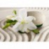 Fototapeta na stenu - FT5210 - Biely kvet