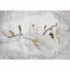 Fototapeta na stenu - FT5252 - Biele kvety