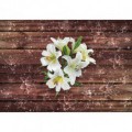 Fototapeta na stenu - FT5262 - Biele kvety na drevenom pozadí