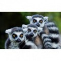 Fototapeta na stenu - FT5294 - Lemure