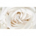 Fototapeta na stenu - FT0125 - Biela ruža