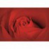 Fototapeta na stenu - FT0121 - Červená ruža