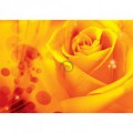 Fototapeta na stenu - FT0122 - Žltá ruža