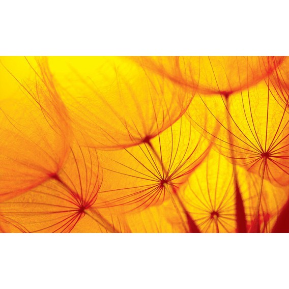 Fototapeta na stenu - FT0109 - Oranžová púpava