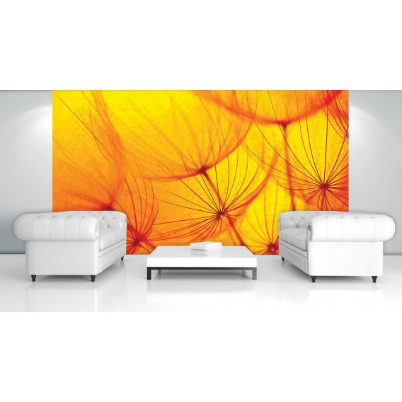 Fototapeta na stenu - FT0109 - Oranžová púpava