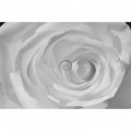 Fototapeta na stenu - FT0126 - Biela ruža