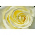 Fototapeta na stenu - FT0128 - Žltobiela ruža