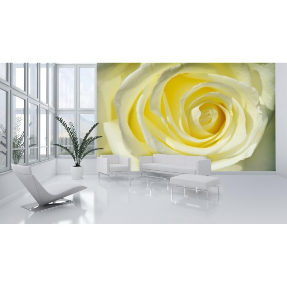 Fototapeta na stenu - FT0128 - Žltobiela ruža
