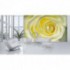 Fototapeta na stenu - FT0128 - Žltobiela ruža