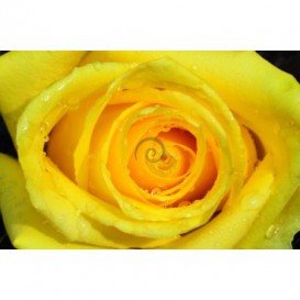 Fototapeta na stenu - FT0129 - Žltá ruža