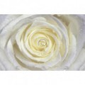 Fototapeta na stenu - FT0127 - Biela ruža