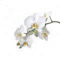 Fototapeta na stenu - FT0220 - Biely kvet