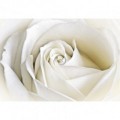 Fototapeta na stenu - FT0124 - Biela ruža