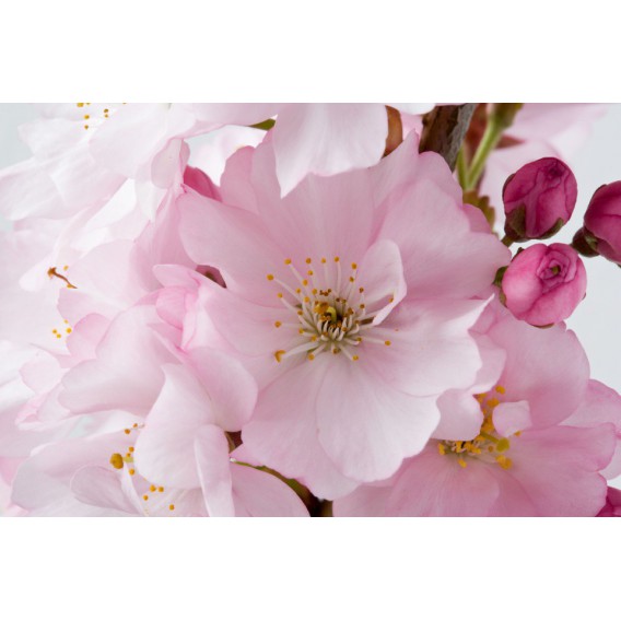 Fototapeta na stenu - FT0131 - Ružové kvety