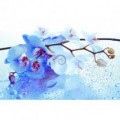 Fototapeta na stenu - FT0252 - Modrý kvet