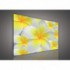 Obraz na plátne obdĺžnik - OB0102 - Žltobiely kvet