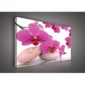 Obraz na plátne obdĺžnik - OB0110 - Ružový kvet