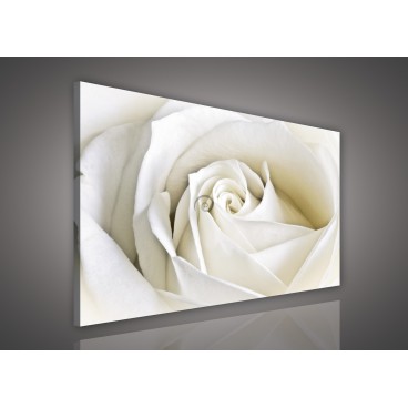 Obraz na plátne obdĺžnik - OB0114 - Biela ruža