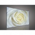 Obraz na plátne obdĺžnik - OB0130 - Biela ruža